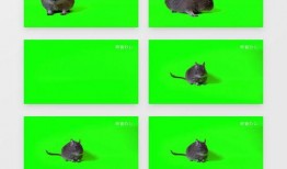 最新爆料老鼠视频大全下载,惊悚瞬间尽收眼底