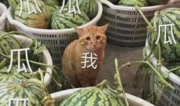 最新有什么瓜爆料,神秘事件引发热议，明星隐私再掀波澜