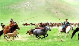 西乌旗羊价最新爆料,揭秘涨跌背后的市场秘密