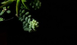 2024年最新植物爆料,揭秘神秘植物新种与生态奇迹